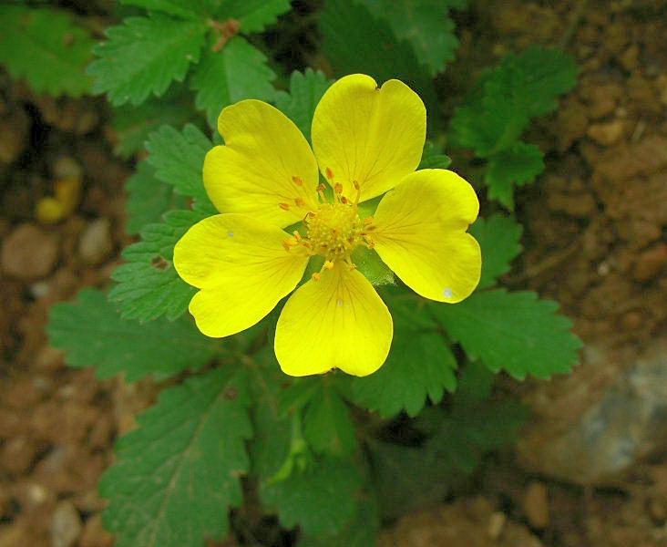 Potentilla reptans /  Cinquefoglie comune